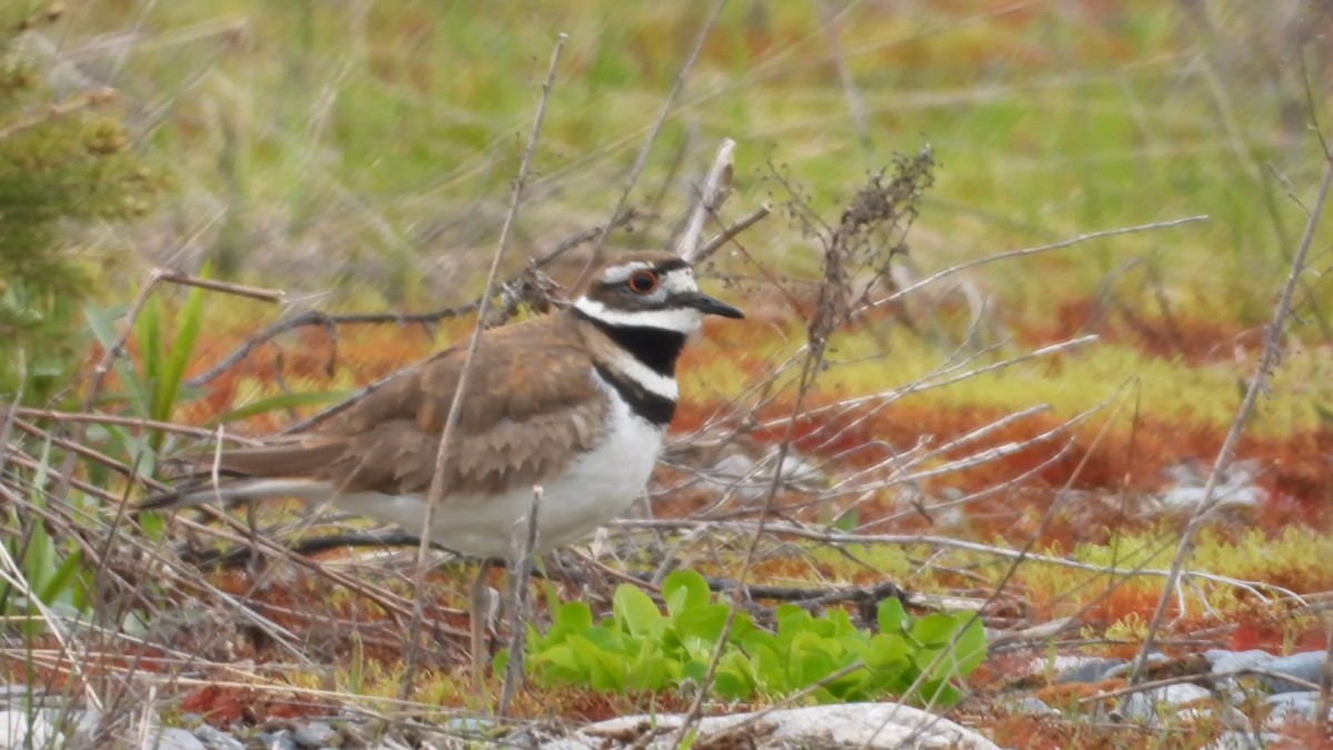 Killdeer - ML576163281