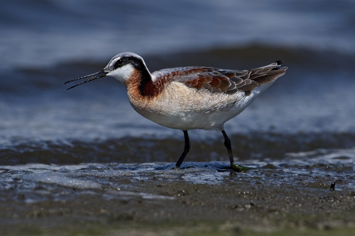 Wilson's Phalarope - ML576163851