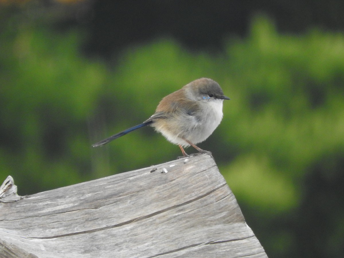 Superb Fairywren - Jeffrey Crawley