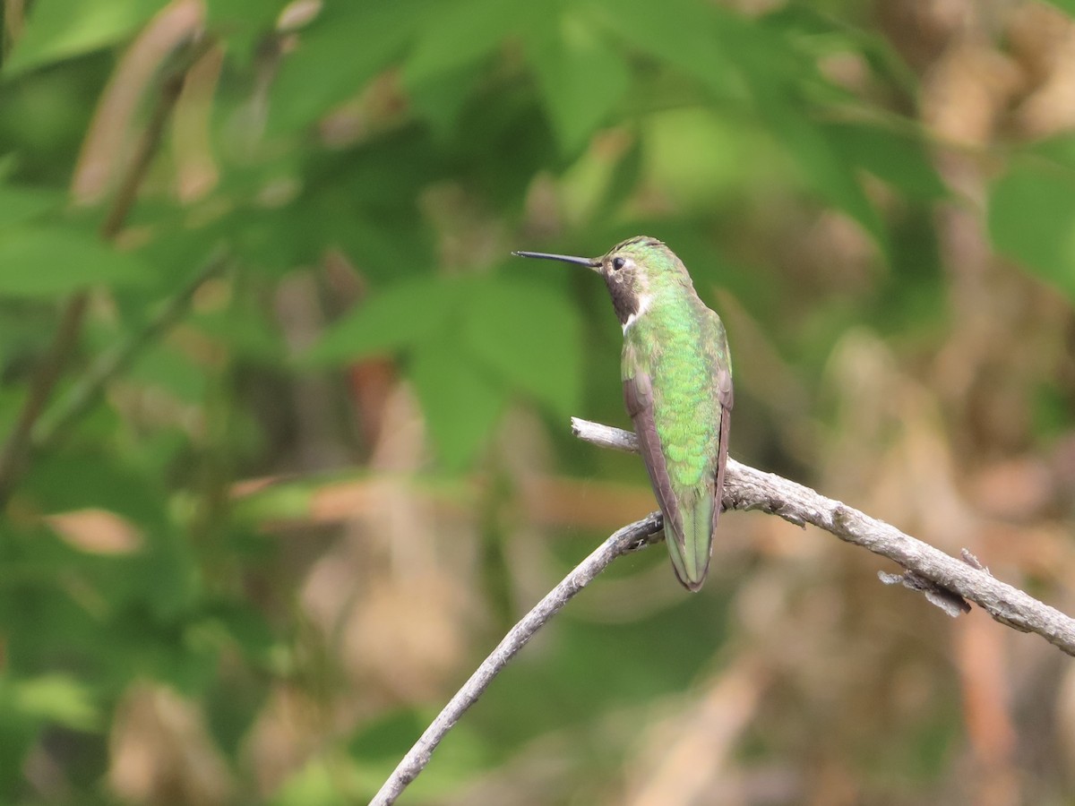 Broad-tailed Hummingbird - ML576164011