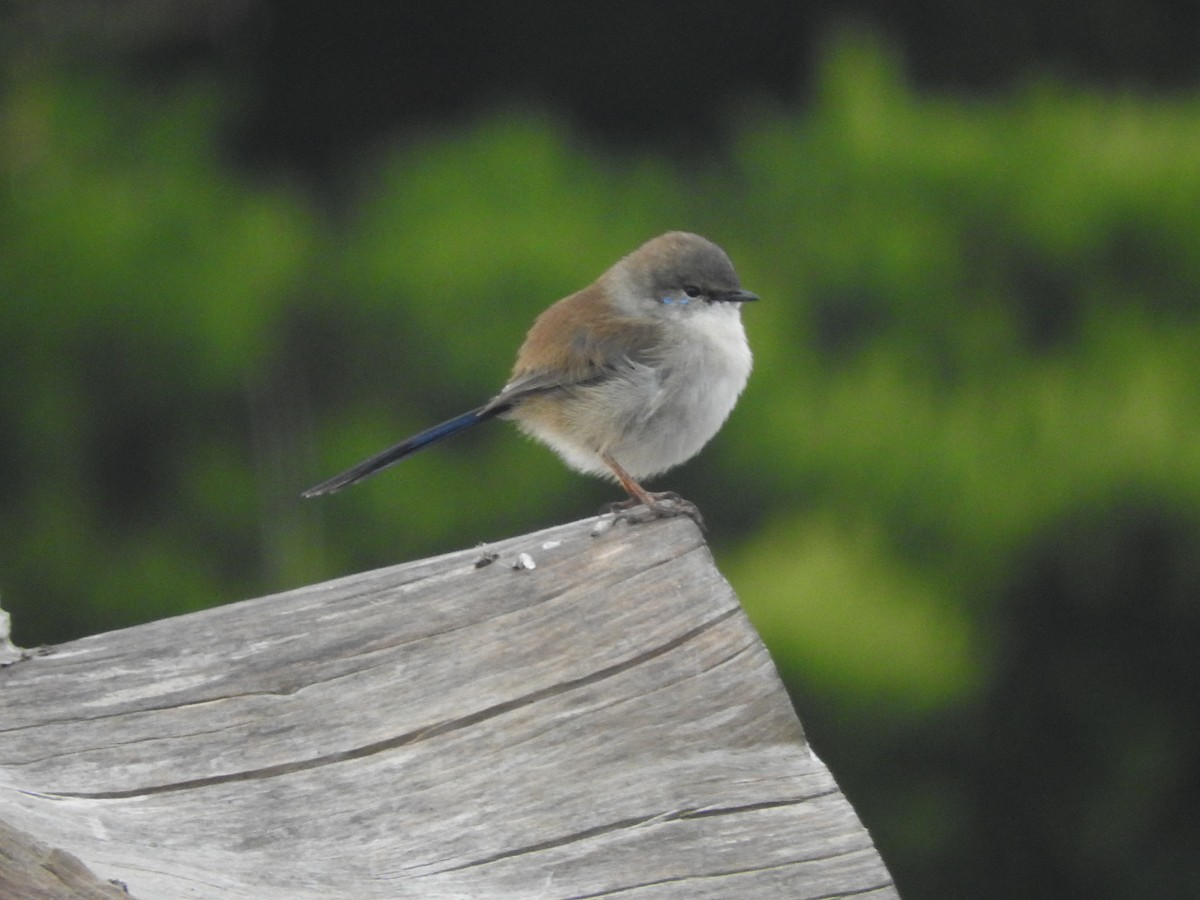 Superb Fairywren - Jeffrey Crawley