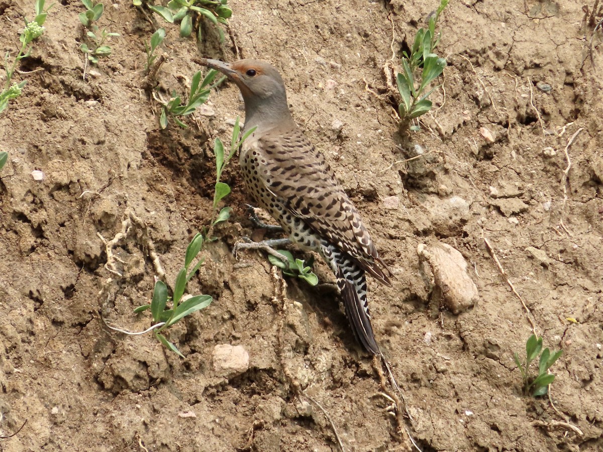 Northern Flicker - ML576164151