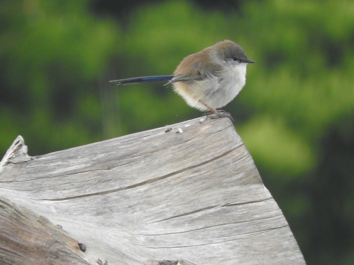 Superb Fairywren - Jeffrey Crawley