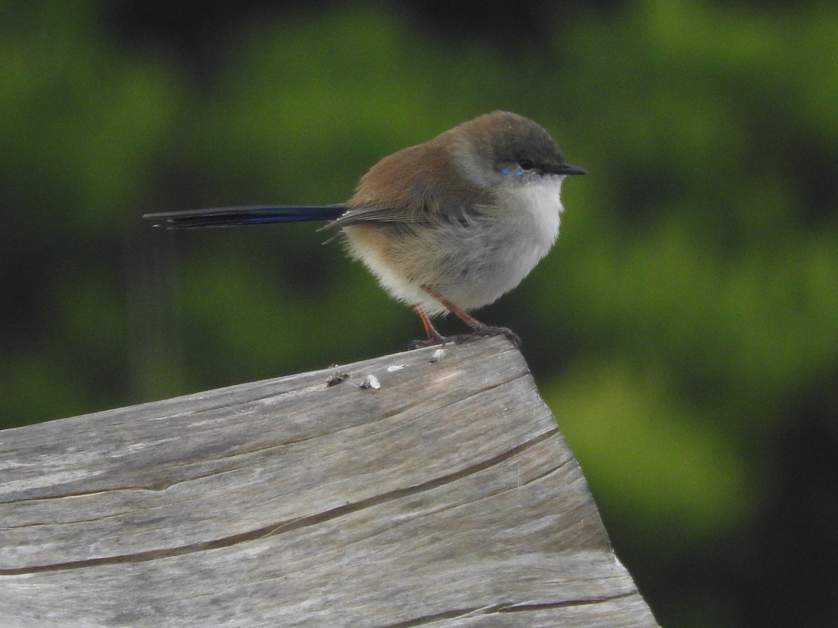 Superb Fairywren - Jeffrey Crawley