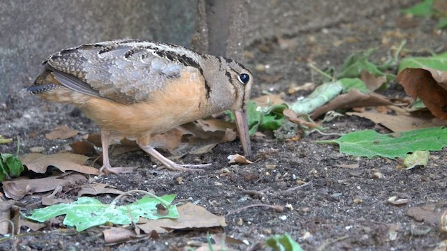 American Woodcock - ML576164631