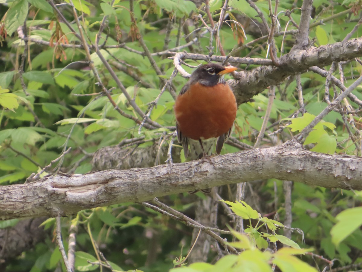 American Robin - ML576164701