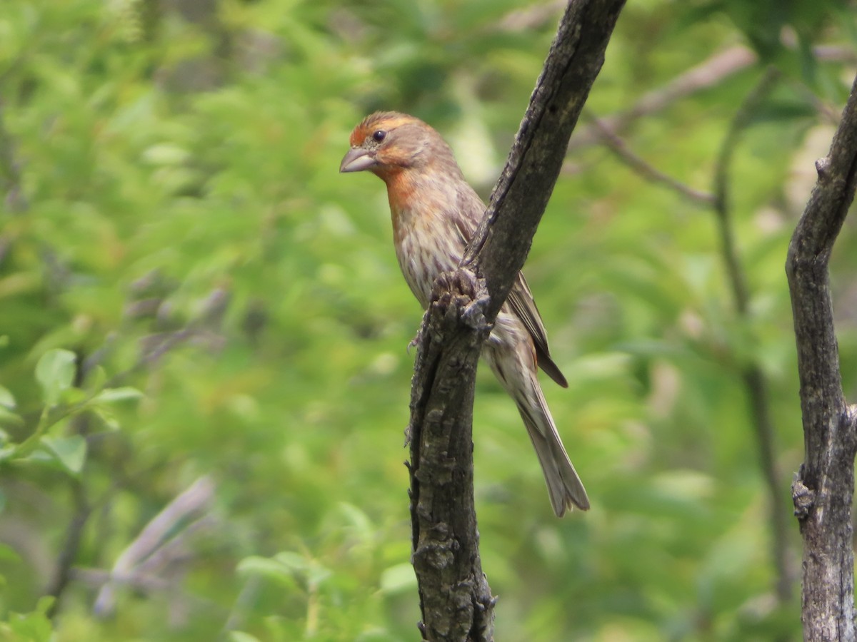 House Finch - ML576164791