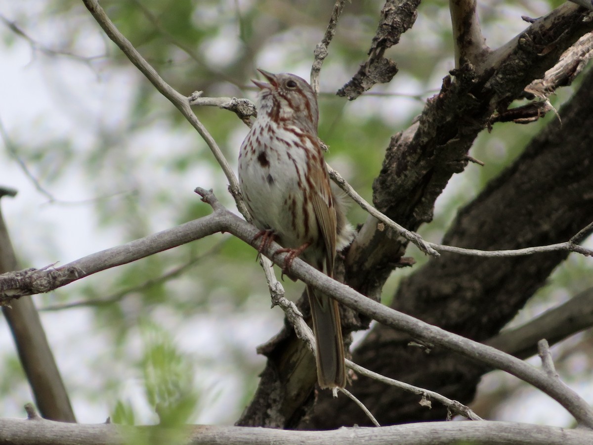 Song Sparrow - ML576164901