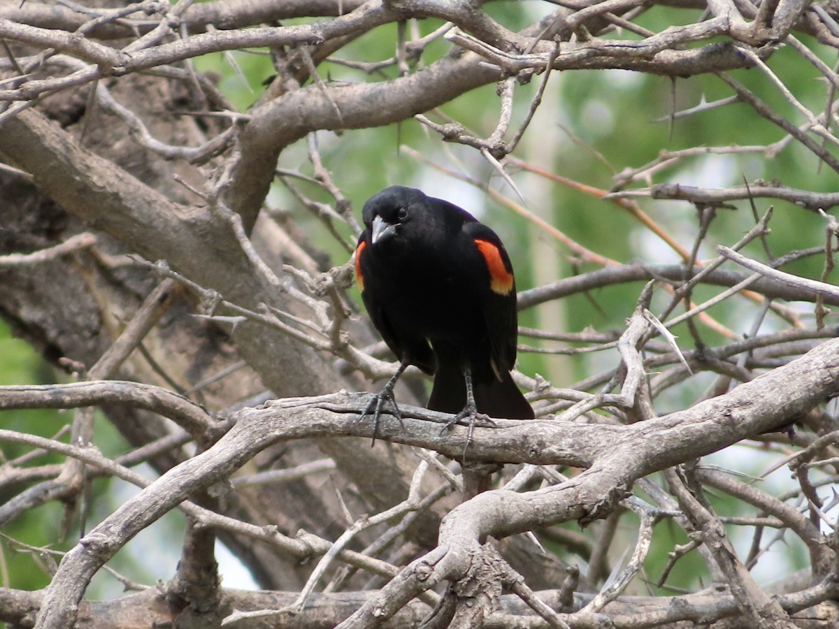 Red-winged Blackbird - ML576165081