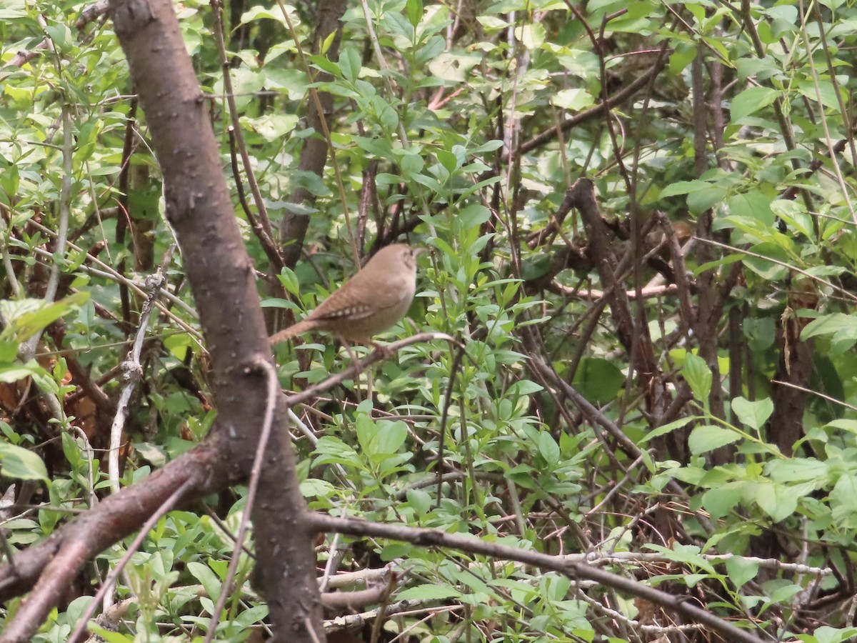 House Wren - ML576165161