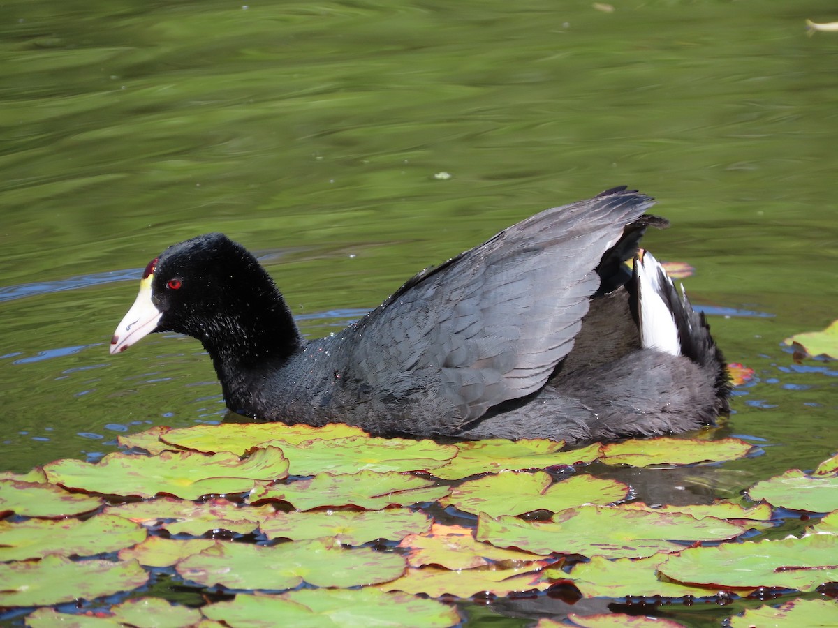 American Coot - George Chrisman