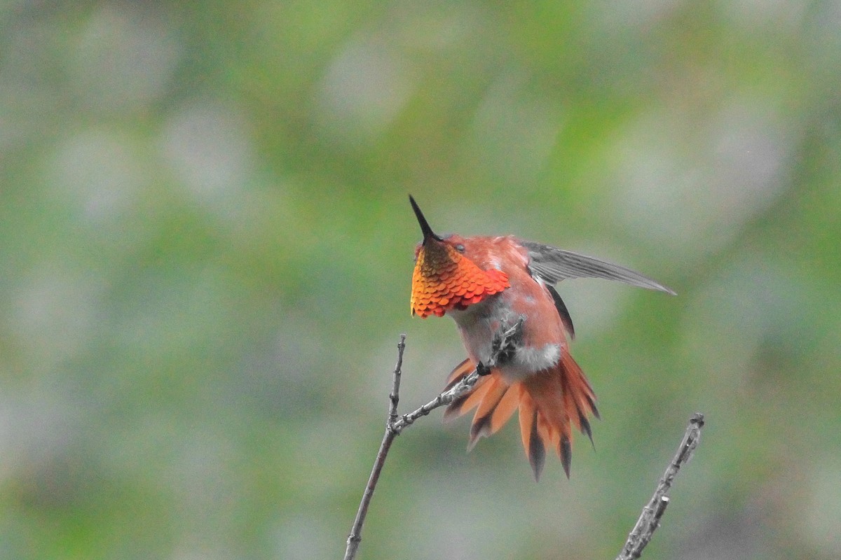 Rufous Hummingbird - ML576165801