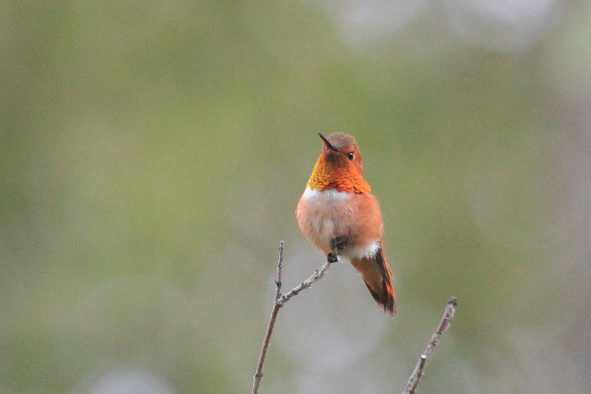 Rufous Hummingbird - ML576165821