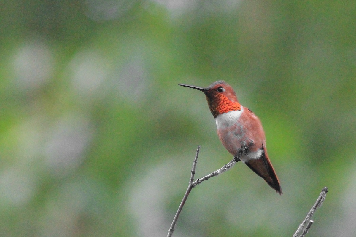 Rufous Hummingbird - ML576165841