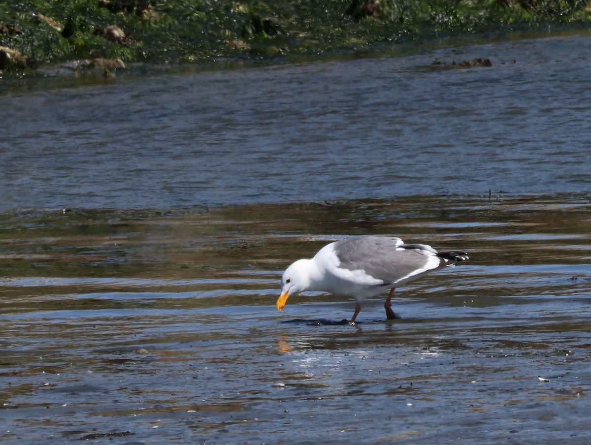 Goéland d'Audubon - ML576165871