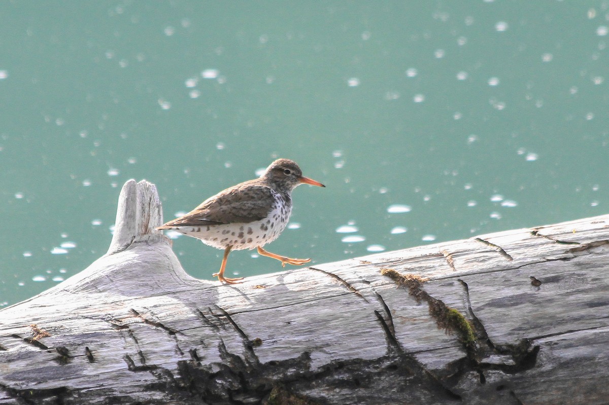 Spotted Sandpiper - ML576165951