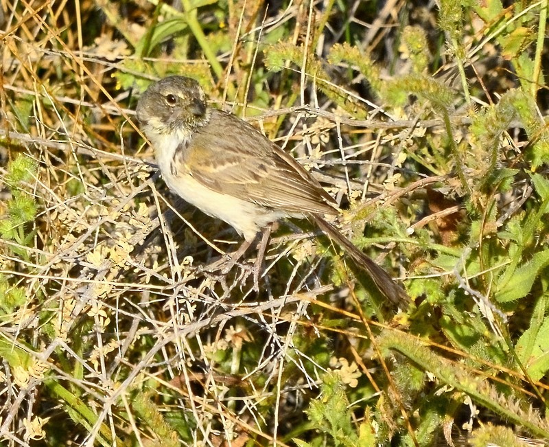 Bell's Sparrow - ML576166021