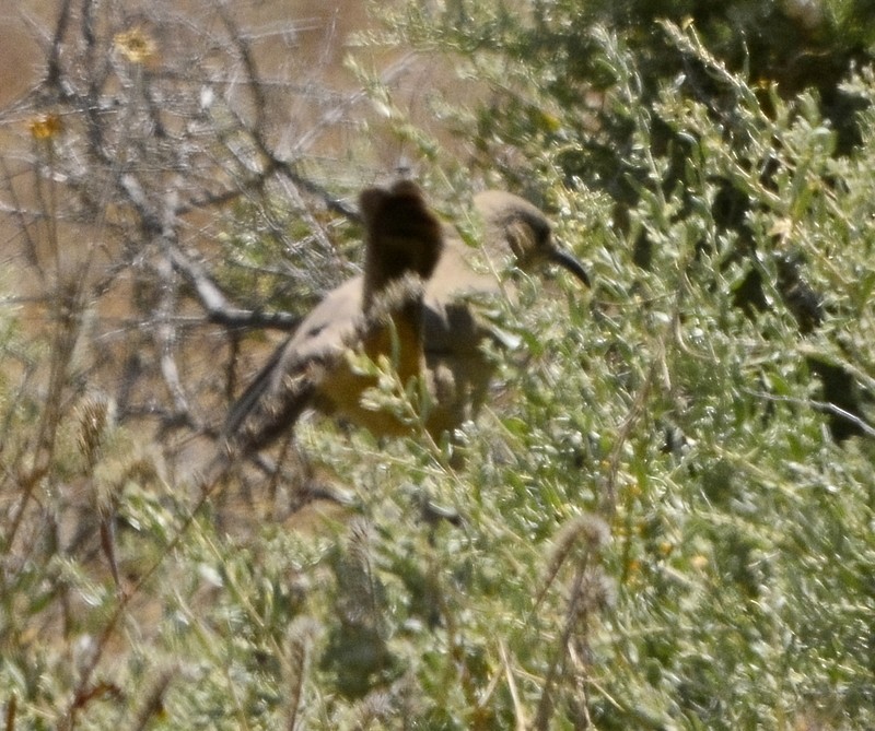 LeConte's Thrasher - ML576166271