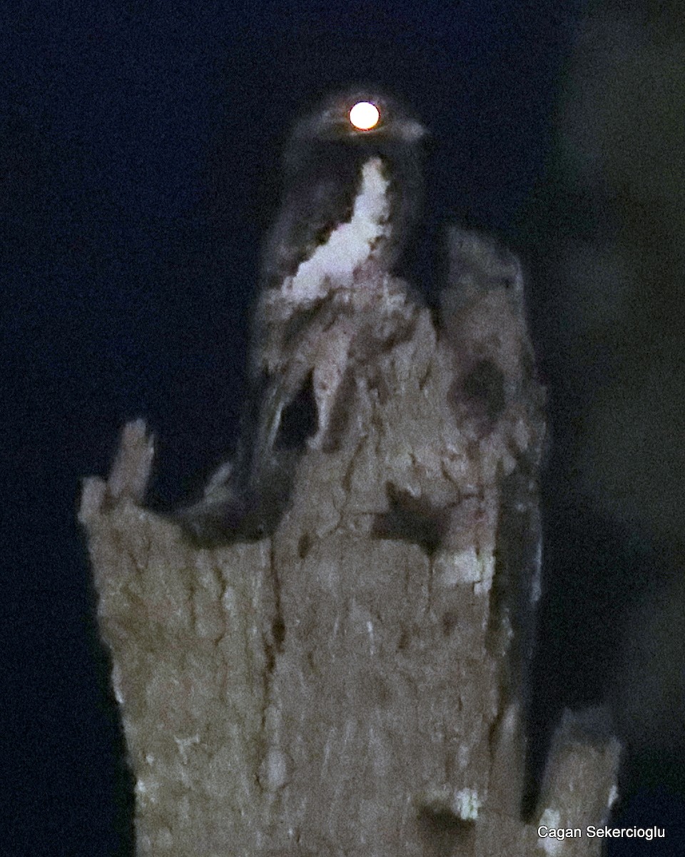 White-winged Potoo - ML576167111