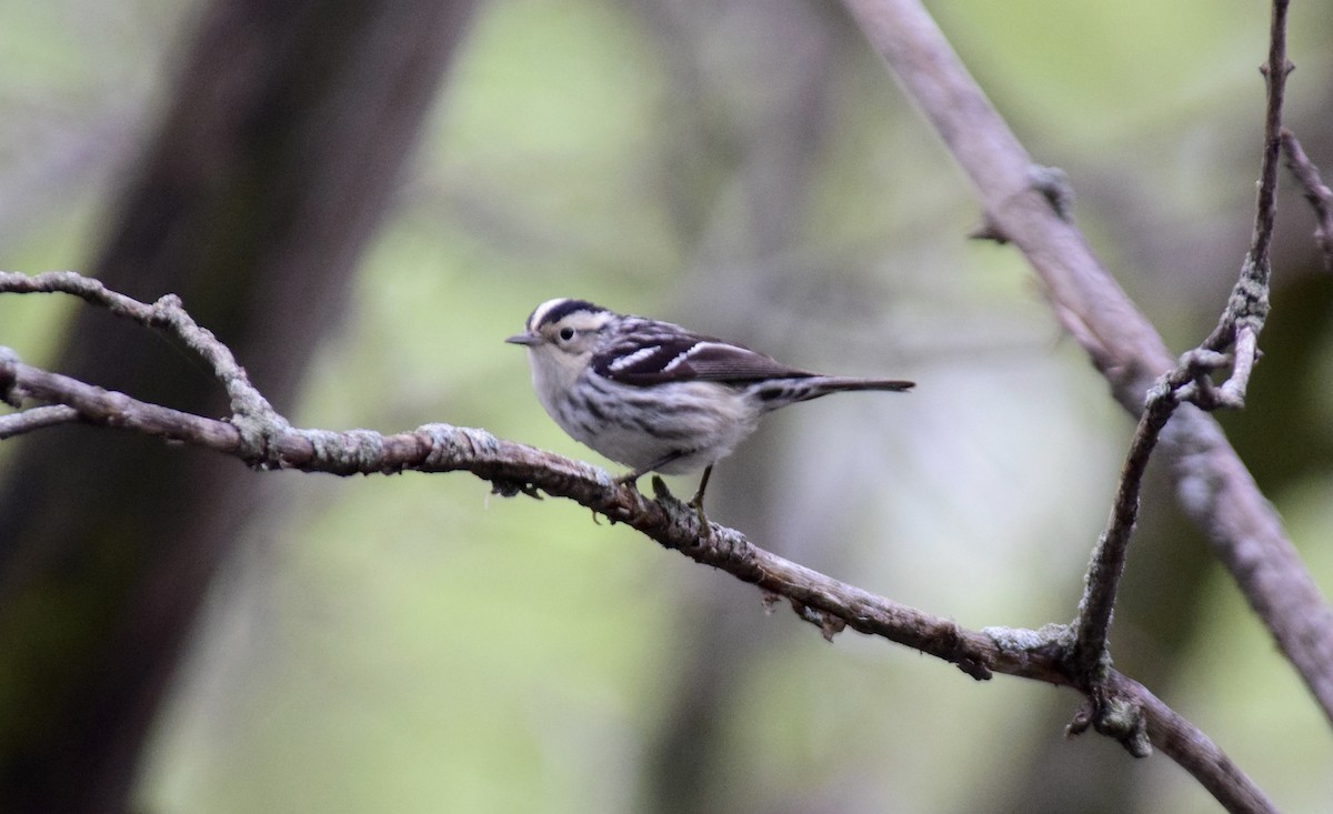 Black-and-white Warbler - ML576168141