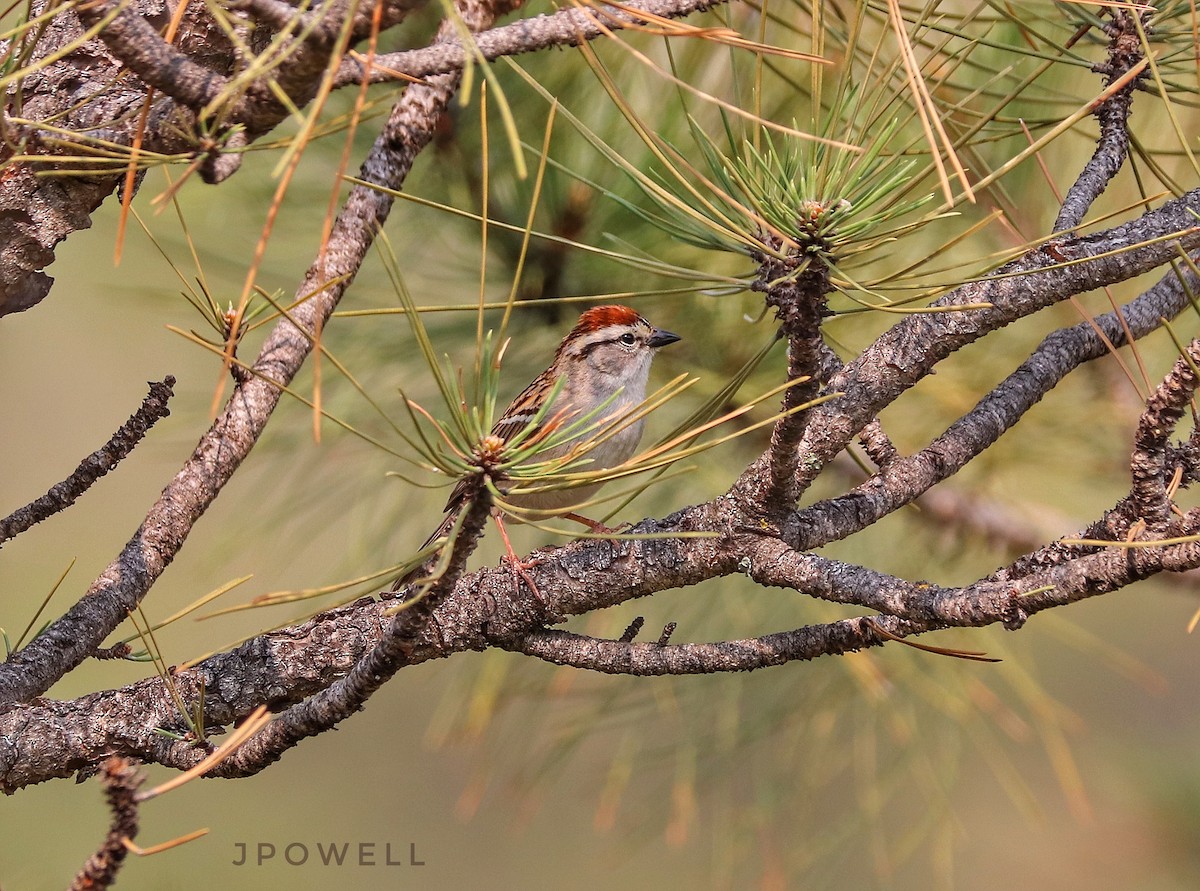 Chipping Sparrow - ML576168711