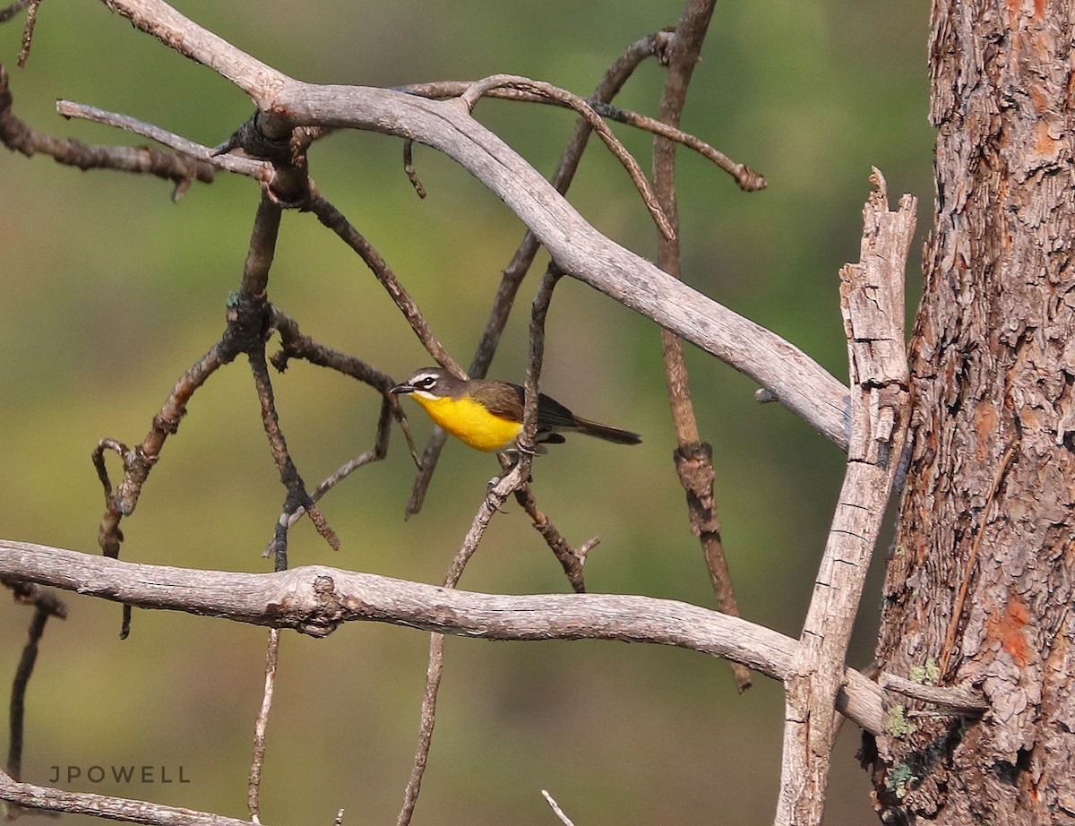 Yellow-breasted Chat - ML576168841