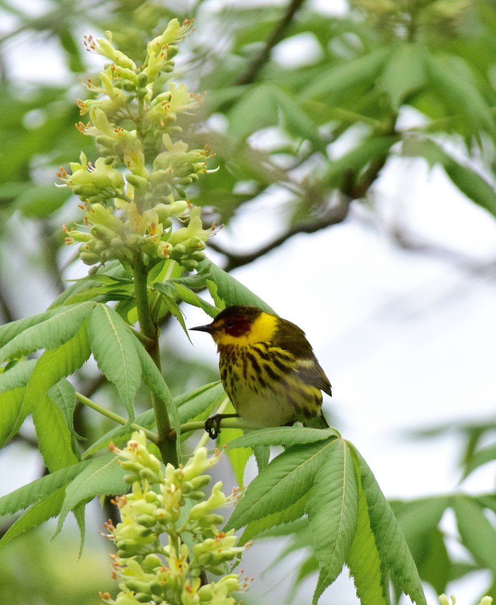 Cape May Warbler - ML576168931