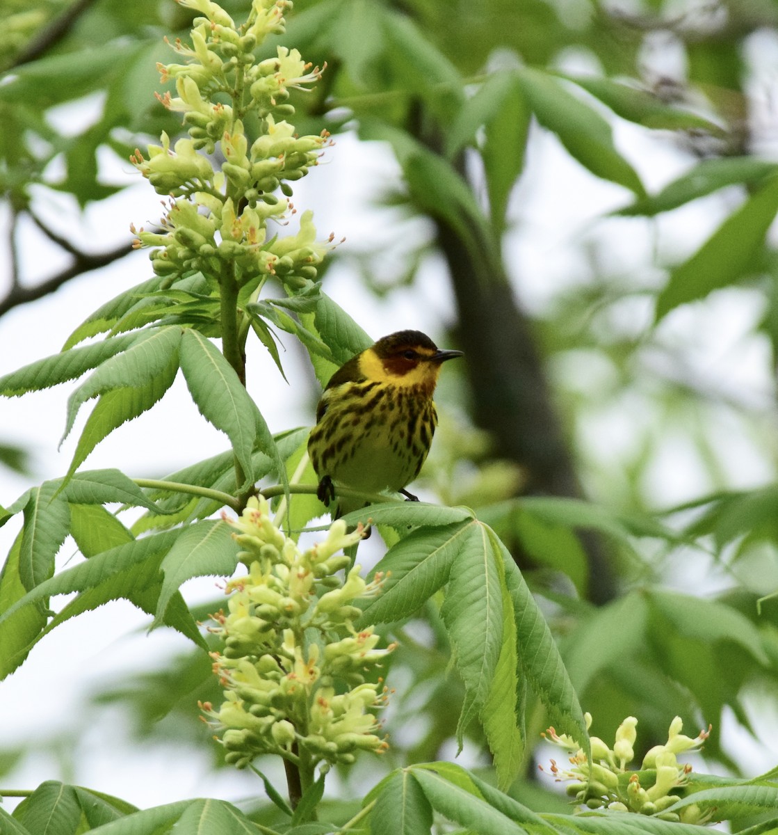 Cape May Warbler - ML576169041