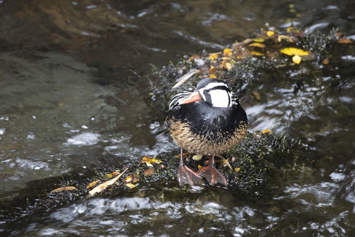 Torrent Duck - ML576169071