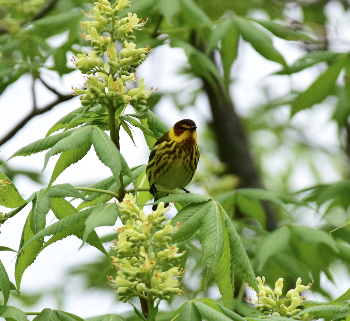 Cape May Warbler - ML576169251