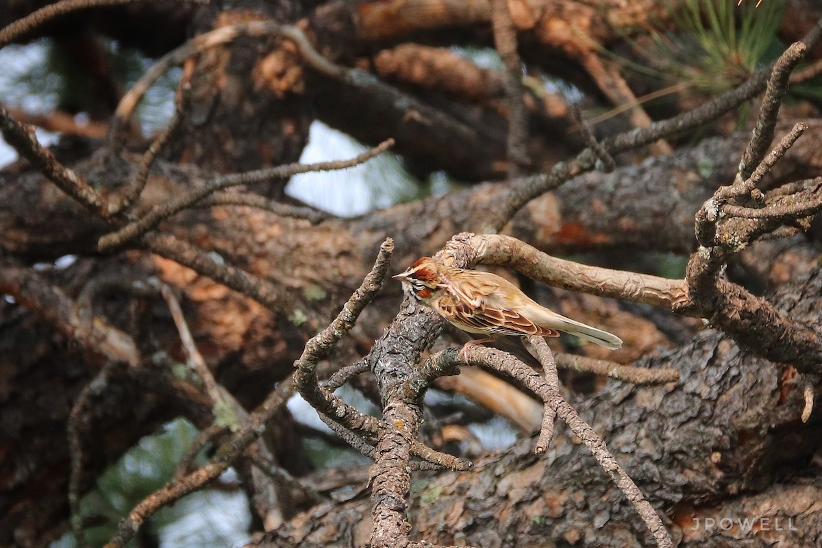 Lark Sparrow - ML576169281