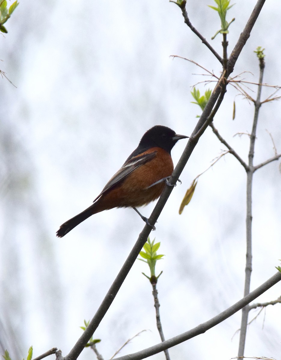 Orchard Oriole - ML576169861