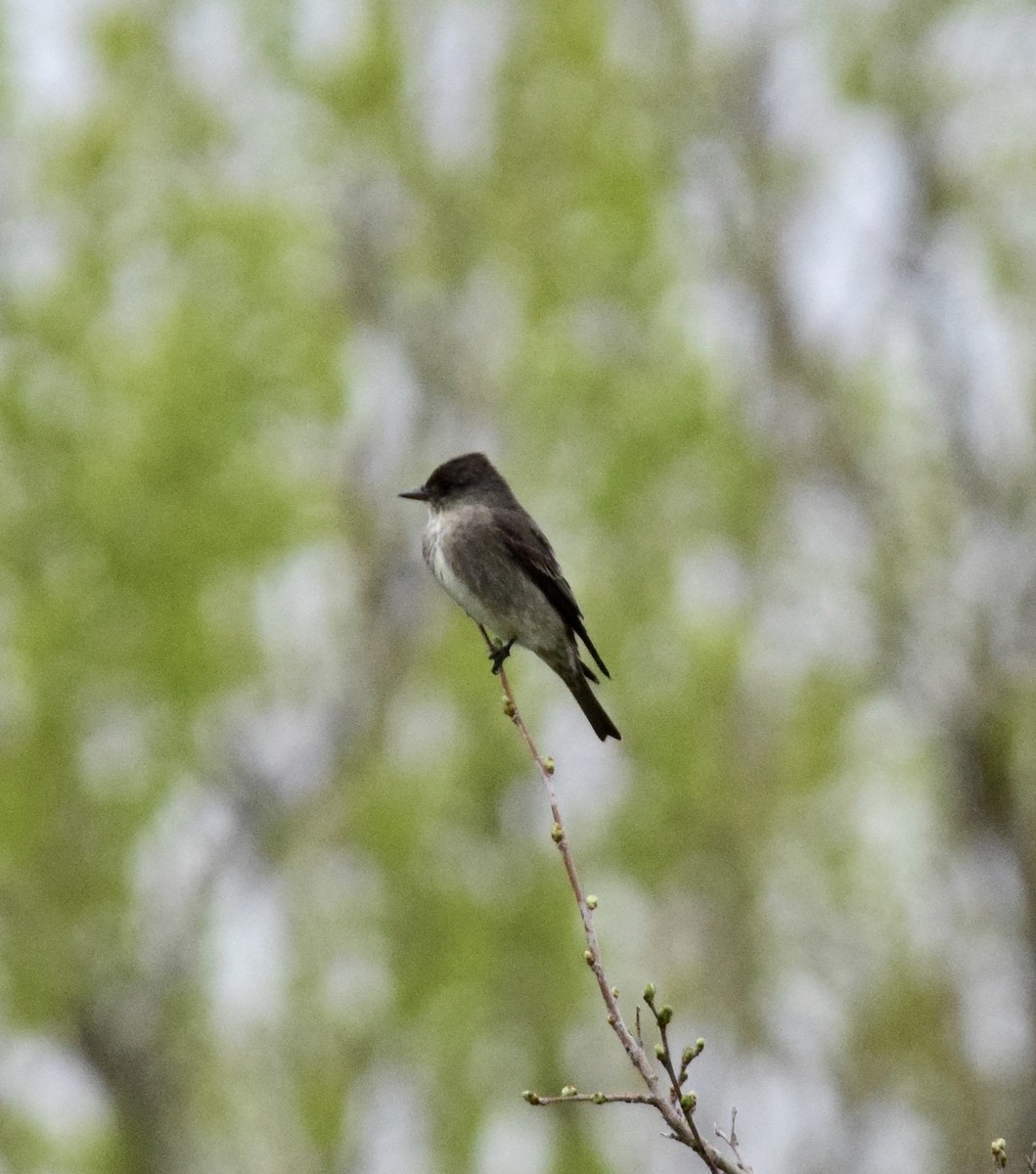 Eastern Wood-Pewee - ML576170231