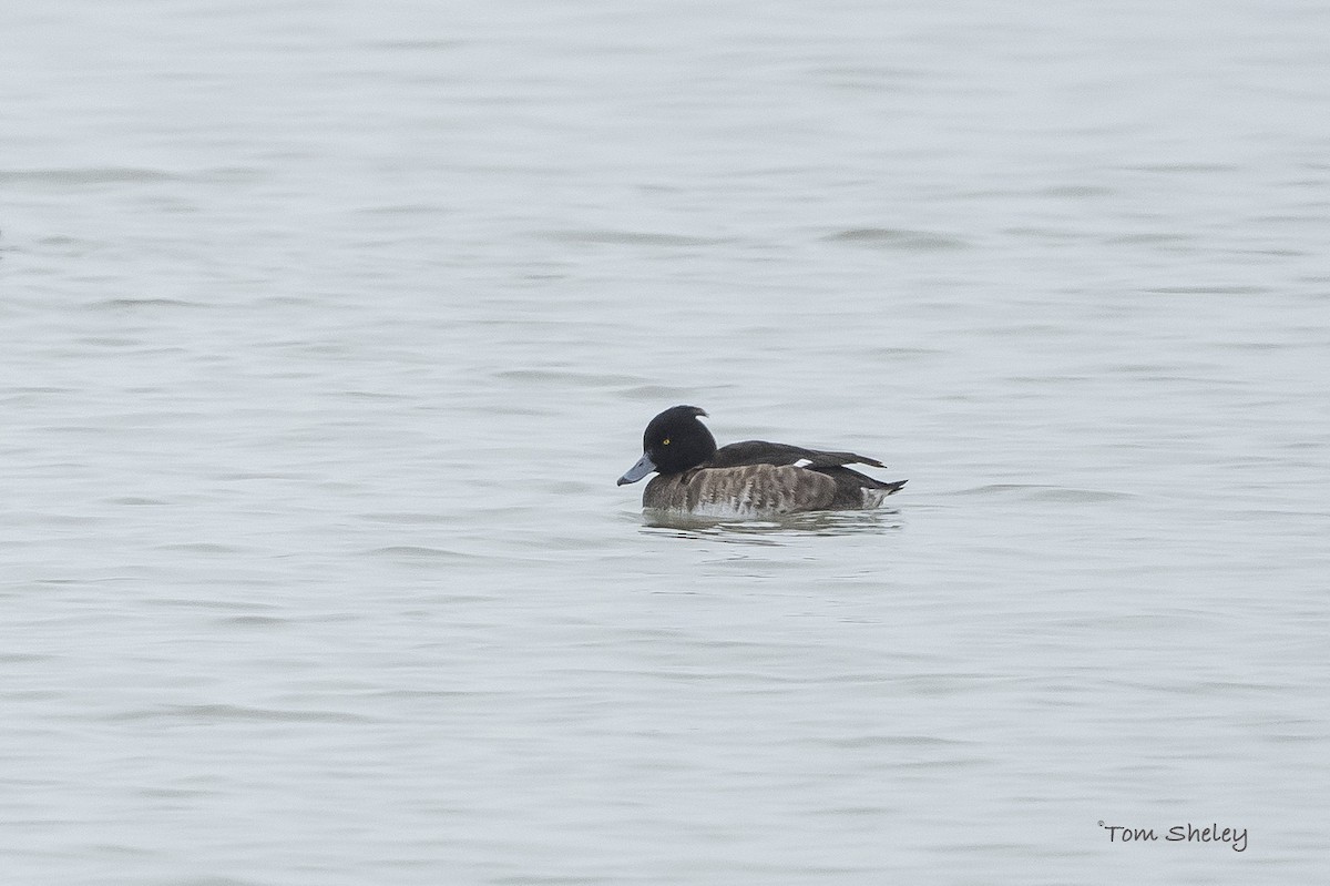 Tufted Duck - ML576170741