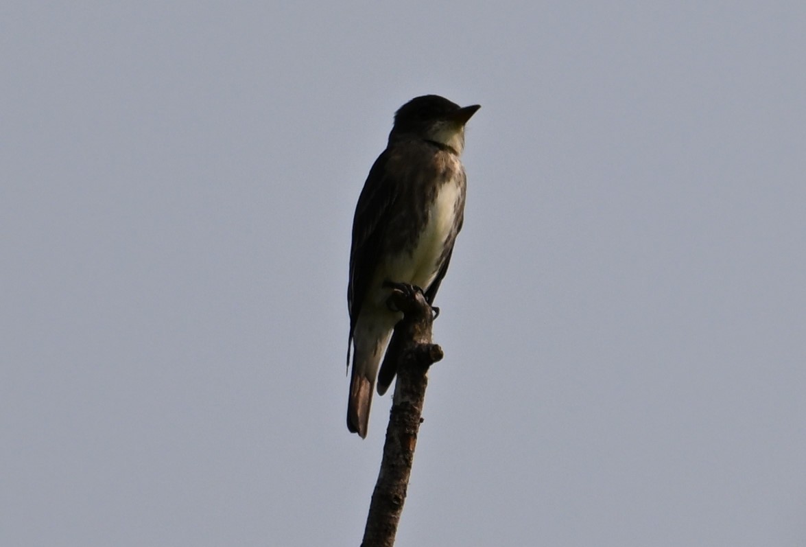 Olive-sided Flycatcher - ML576170761