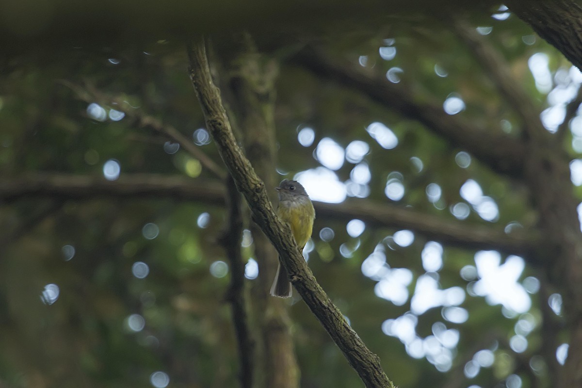 Gray-headed Canary-Flycatcher - The Pollachi Papyrus