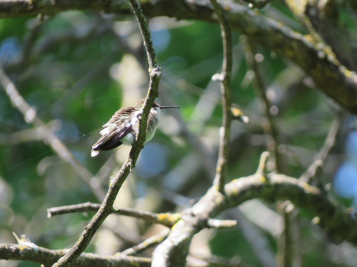 Ruby-throated Hummingbird - ML576170921