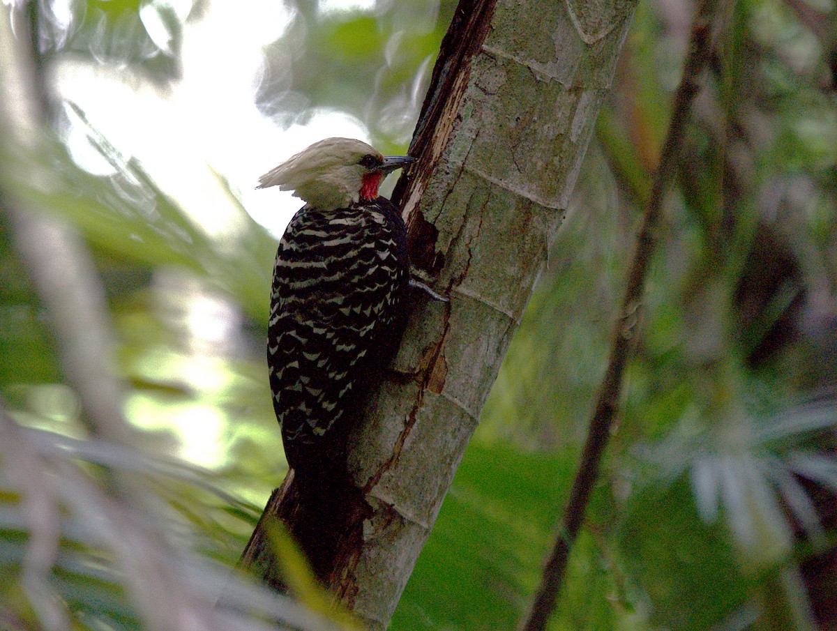 Blond-crested Woodpecker - Patrícia Hanate