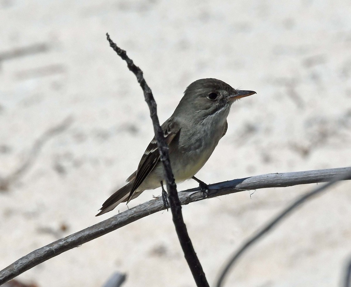 Eastern Wood-Pewee - ML576171241