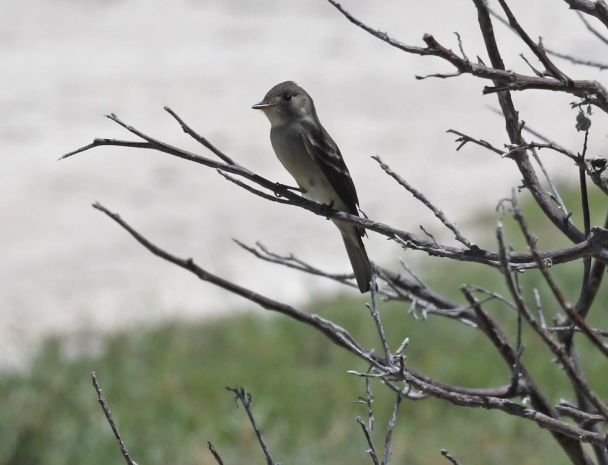 Eastern Wood-Pewee - Sharon Lynn