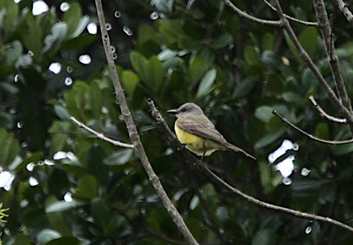 Tropical Kingbird - Patrícia Hanate