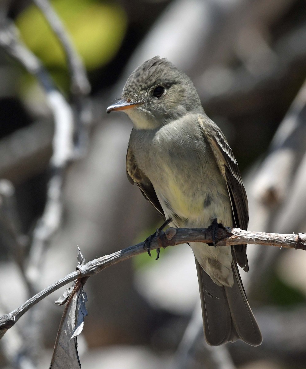 Eastern Wood-Pewee - ML576171401