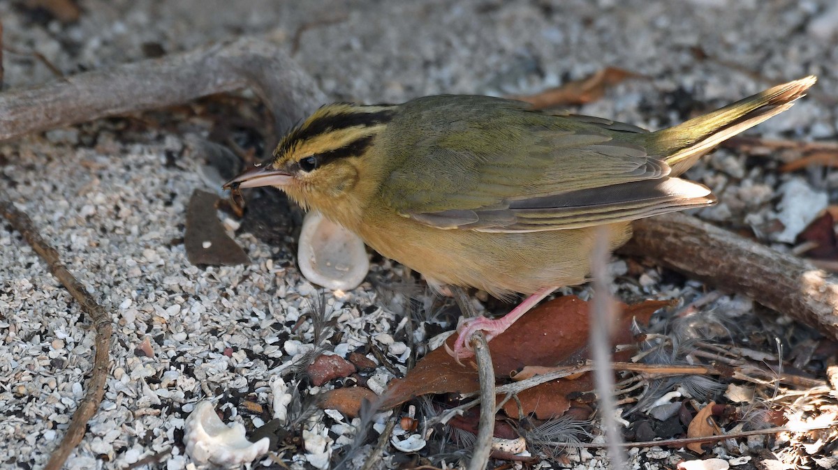 Worm-eating Warbler - Sharon Lynn