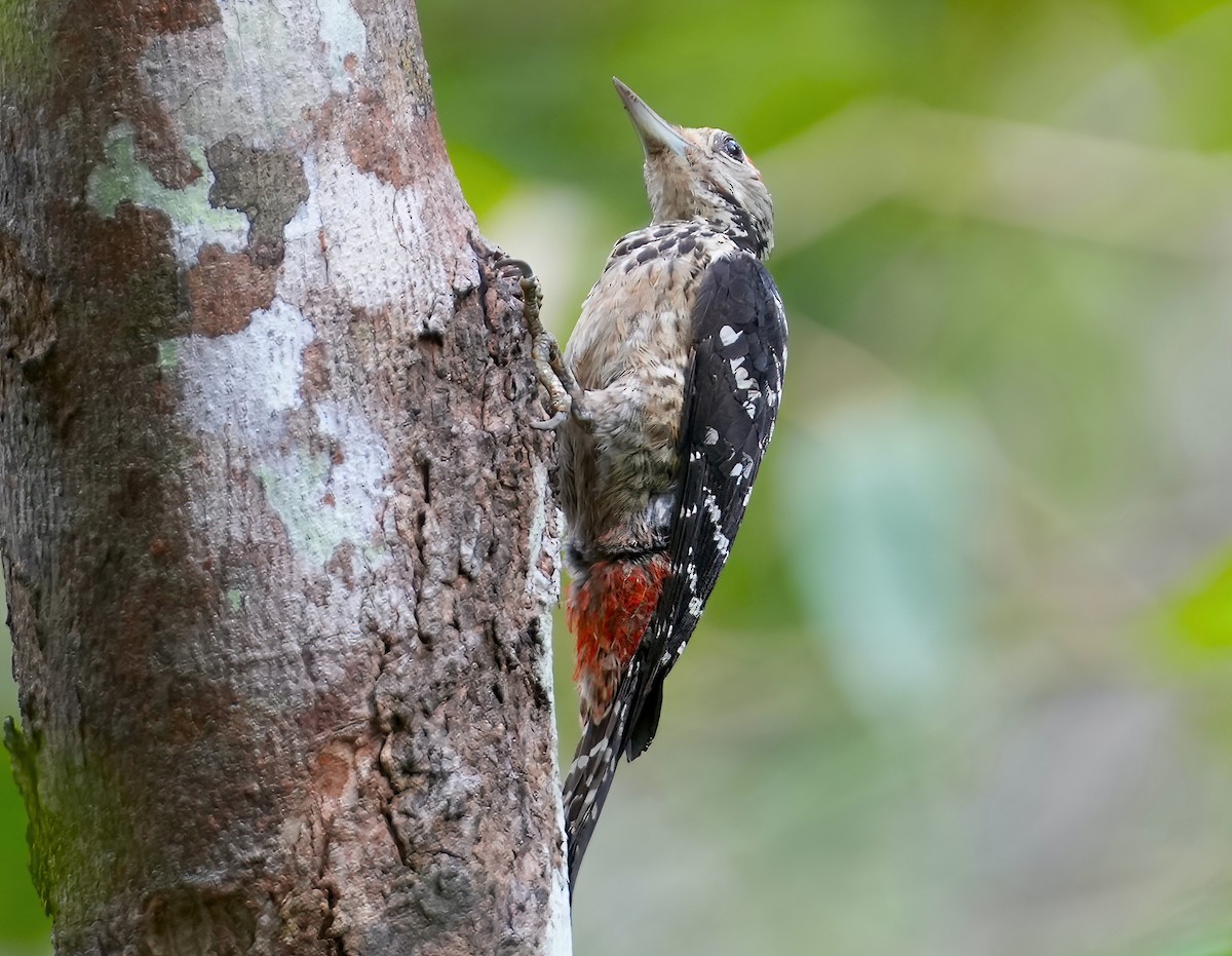 Freckle-breasted Woodpecker - Sudip Simha