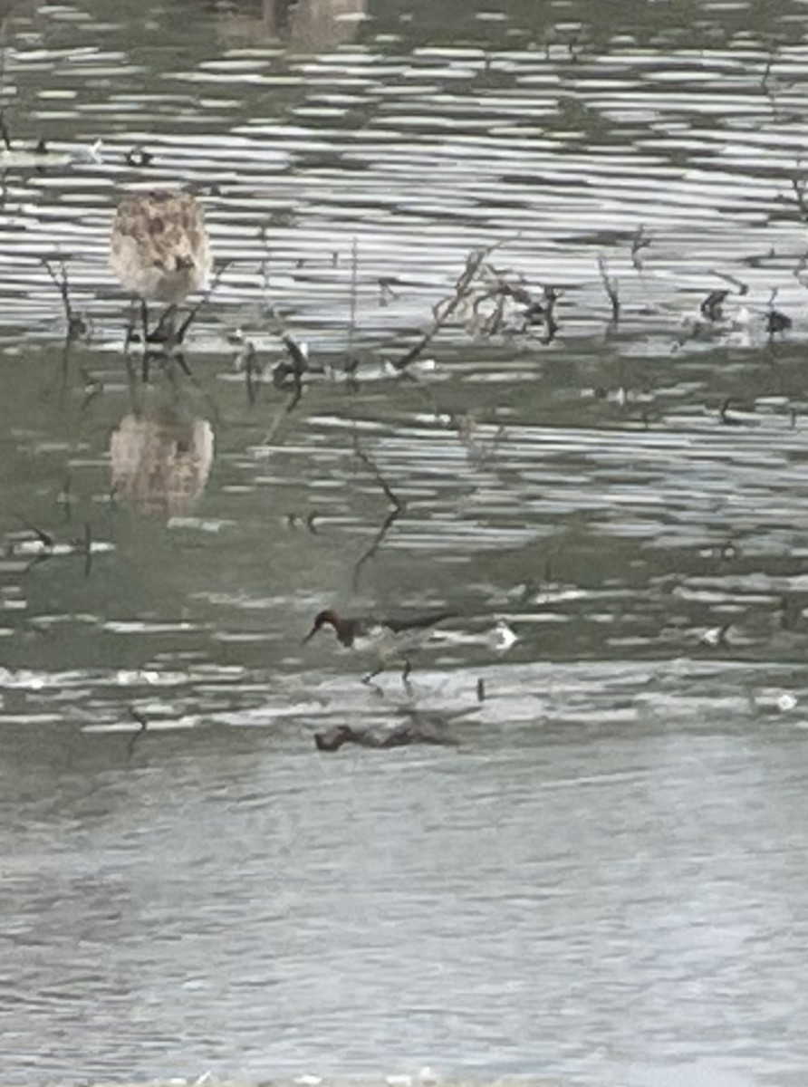 Red-necked Phalarope - ML576172871