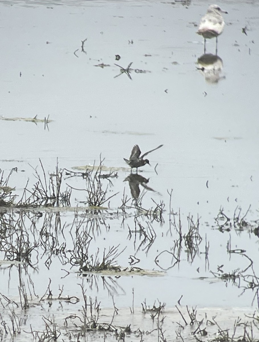 Red-necked Phalarope - ML576172881