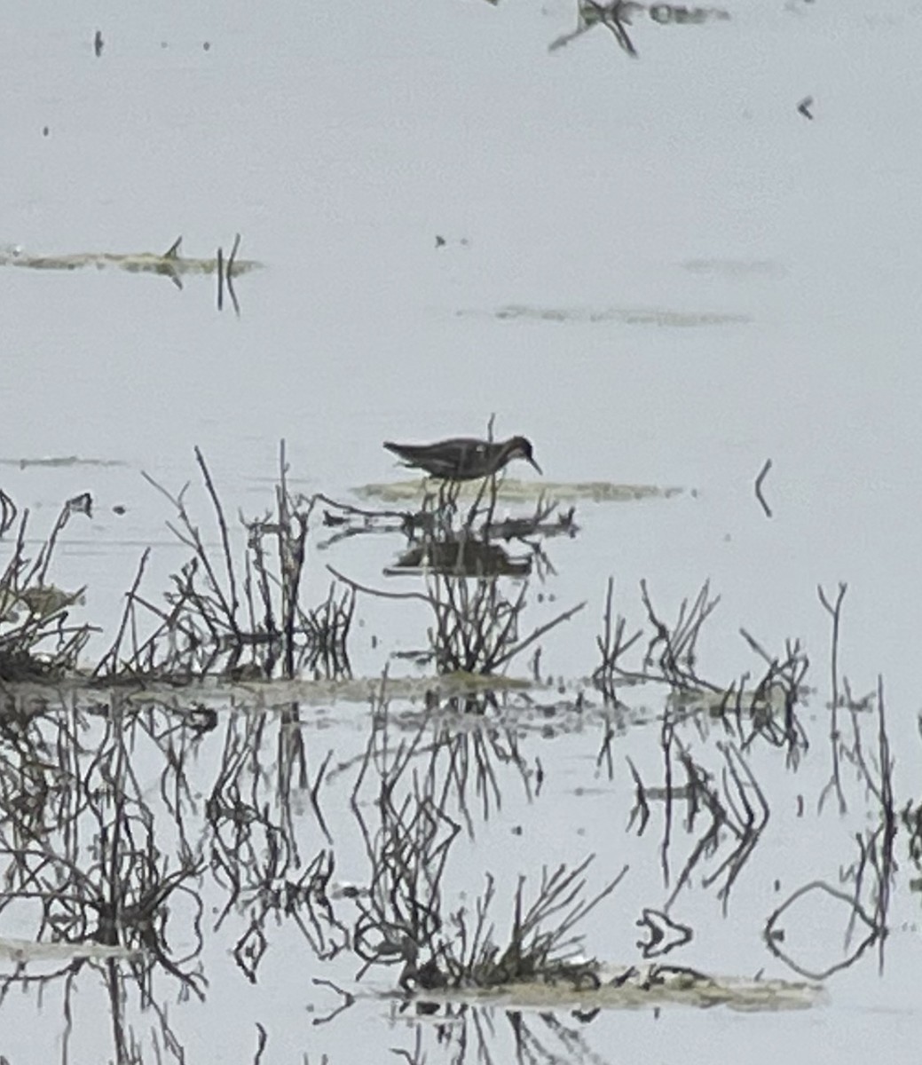 Red-necked Phalarope - ML576172891