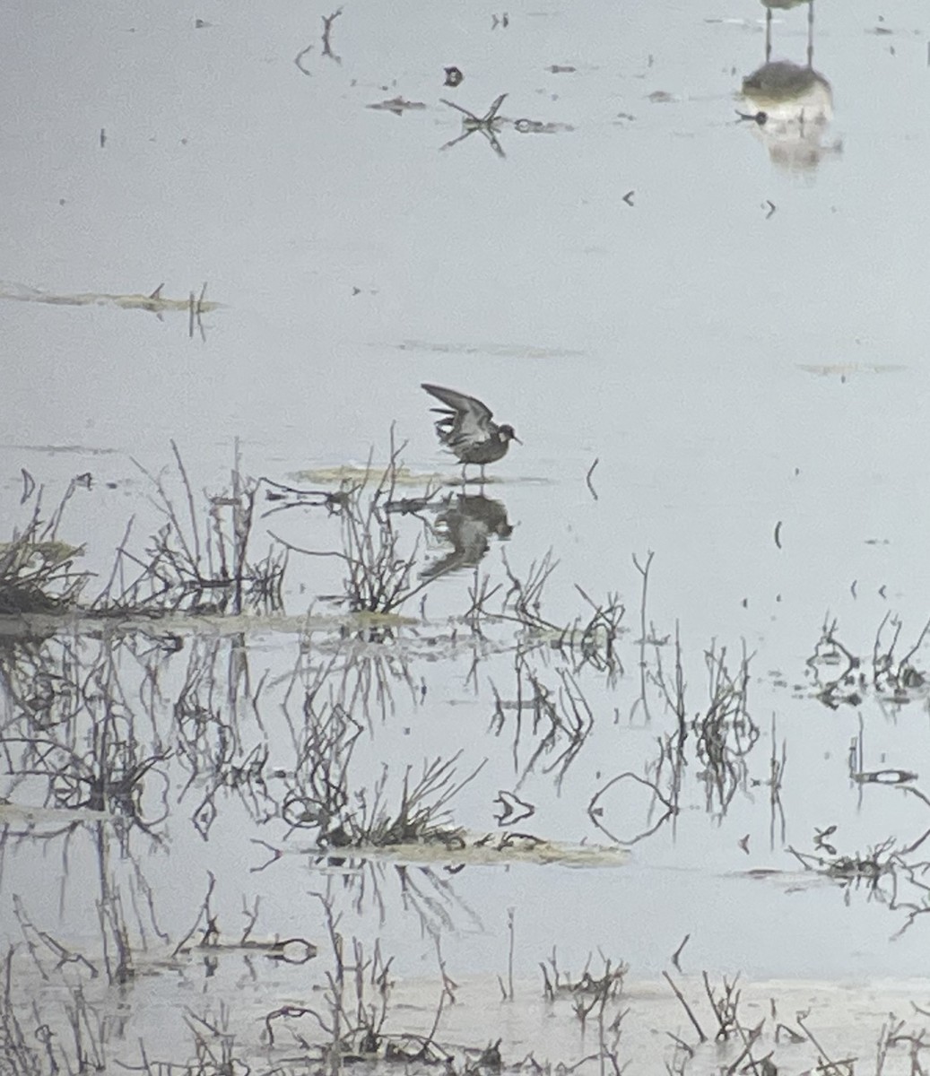 Red-necked Phalarope - ML576172931