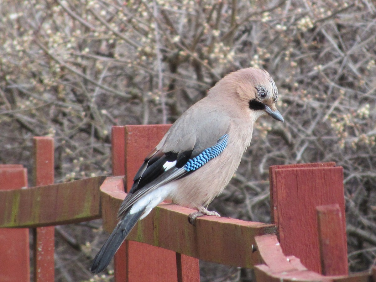 Eurasian Jay - ML57617361