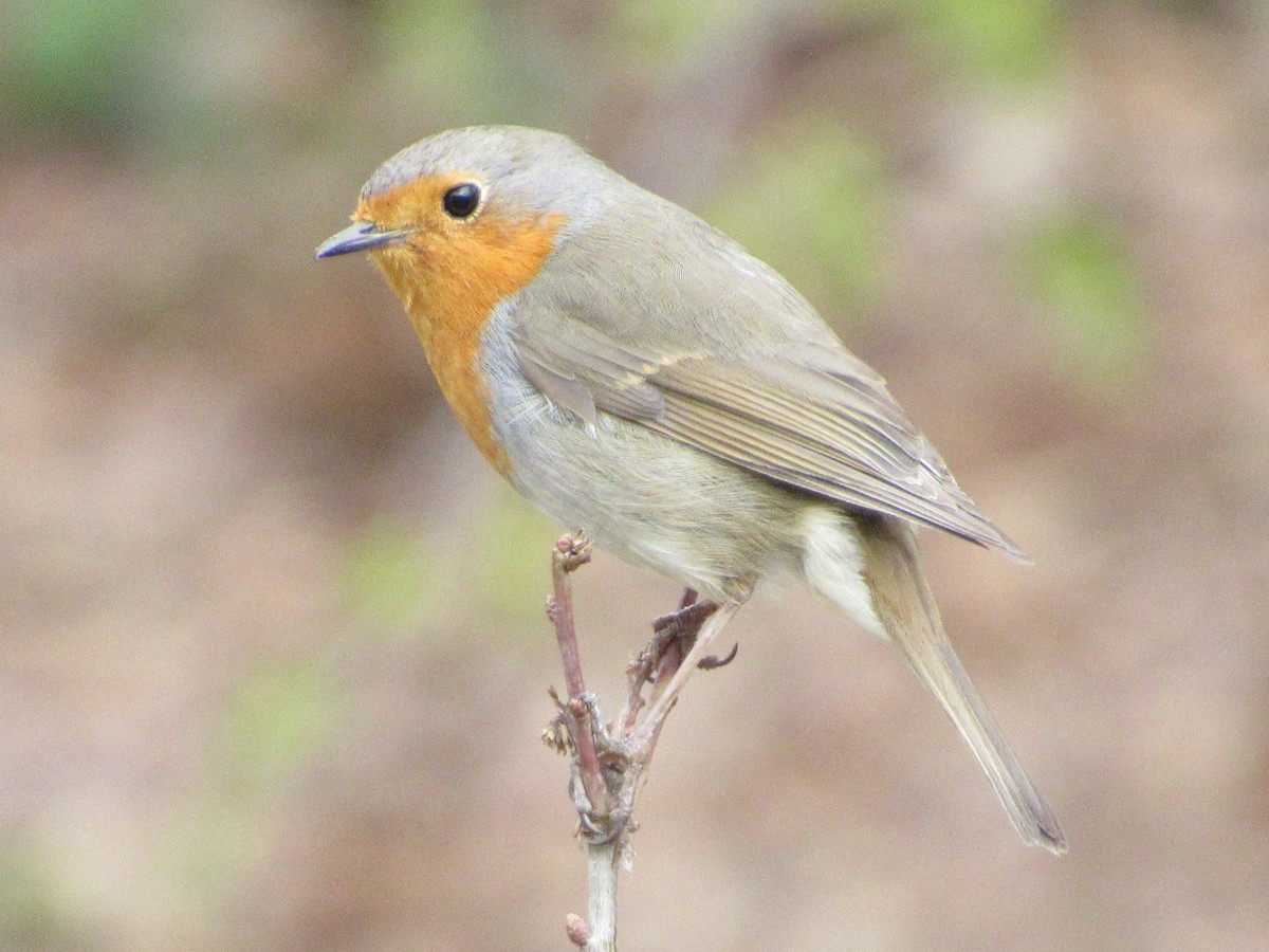 European Robin - ML57617391